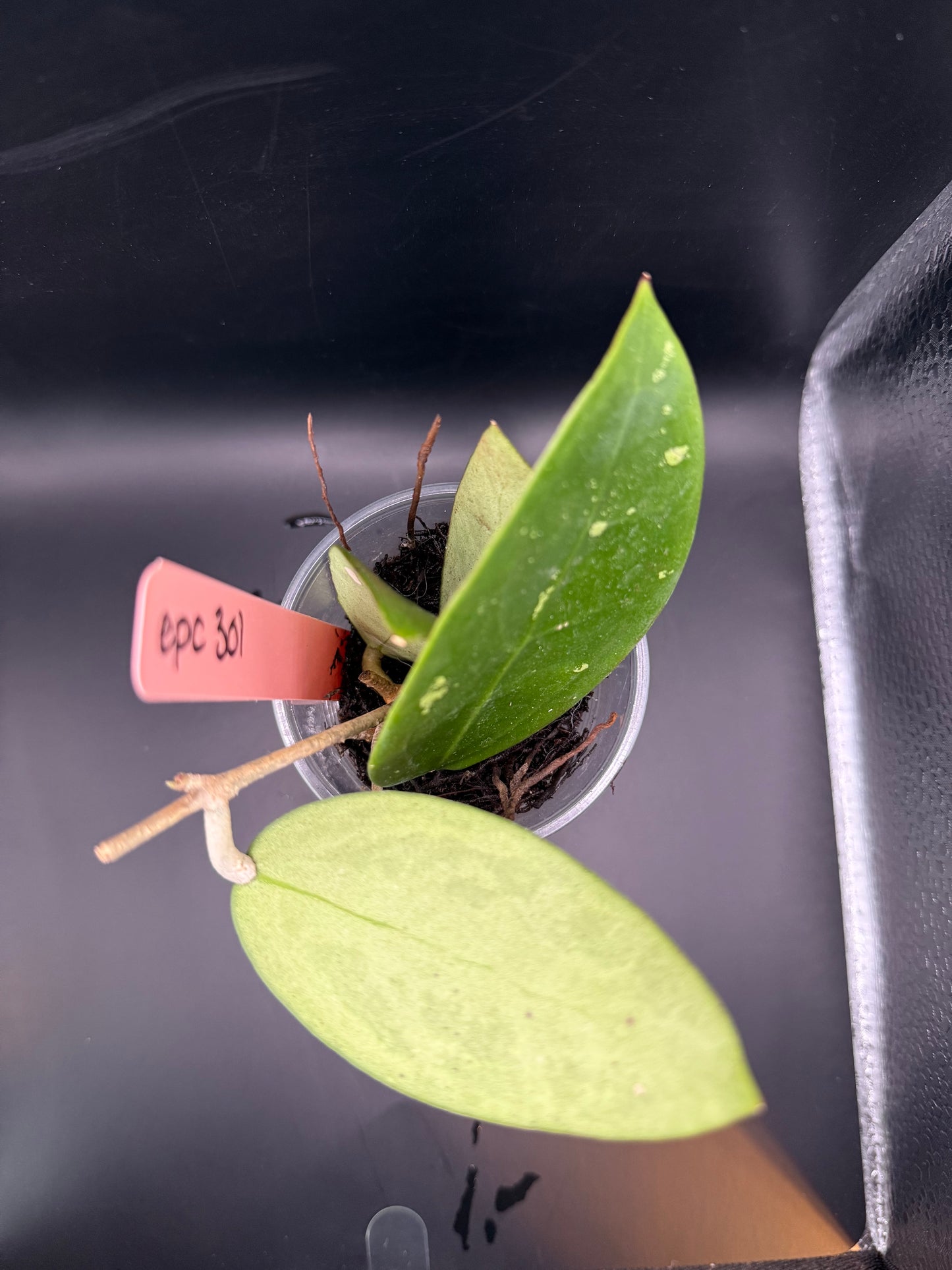 Hoya EPC 301