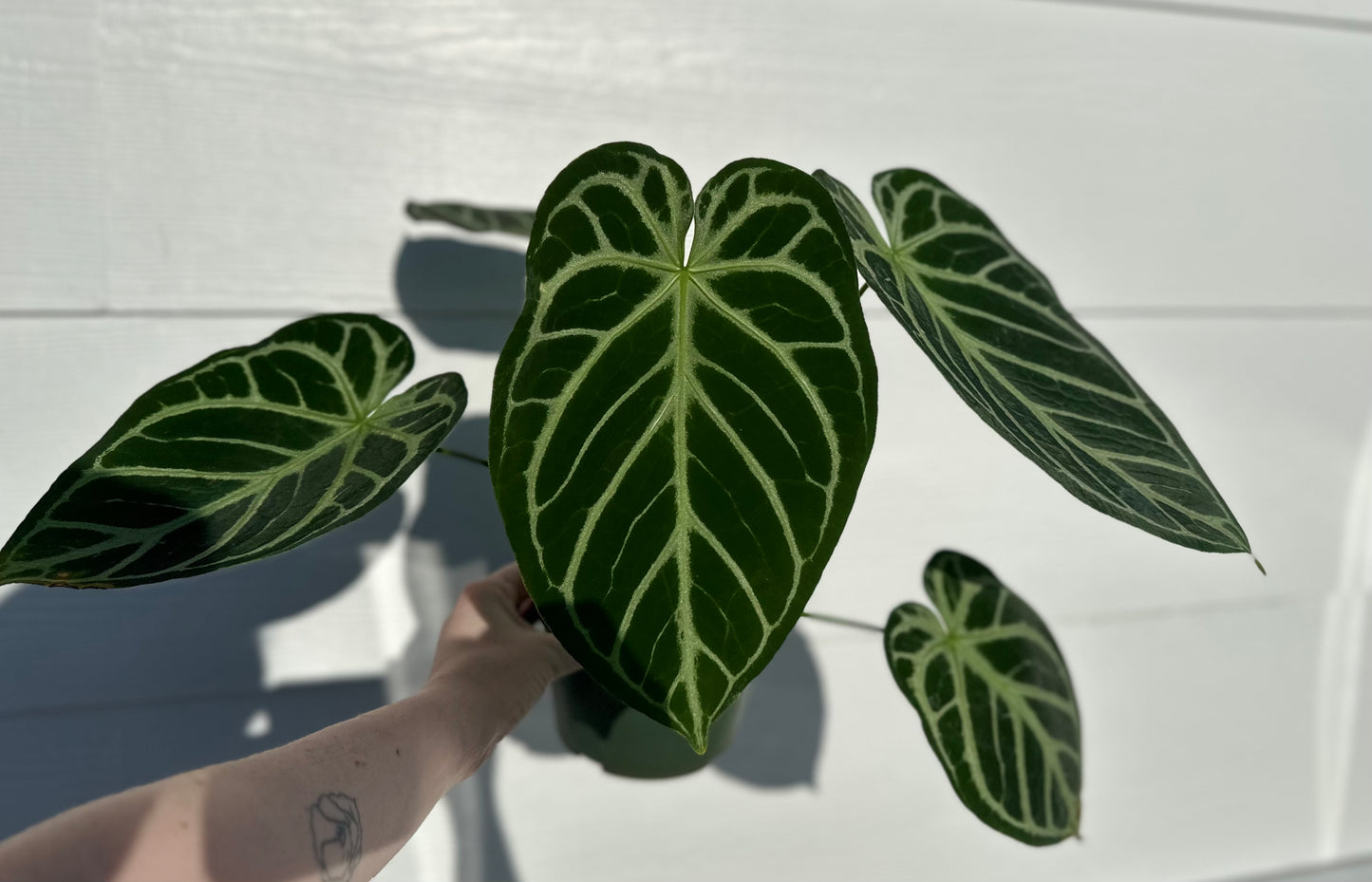 Anthurium Dory’s Dream x Crystal Hope **grower’s choice**