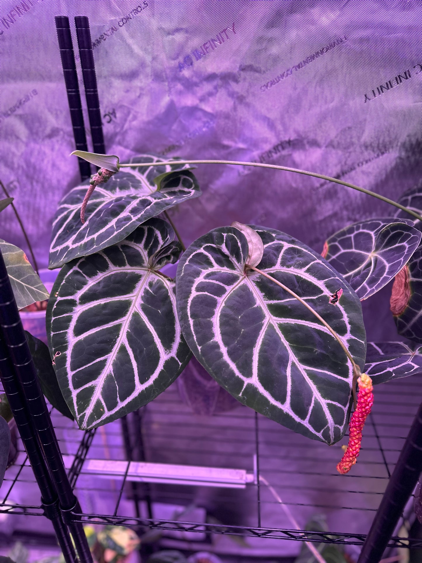 Anthurium Dory’s Dream x Crystal Hope **grower’s choice**