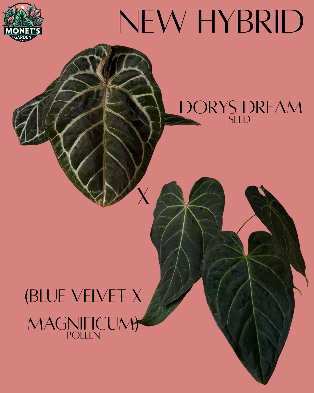 Dorys Dream x (Blue Velvet x Mag)