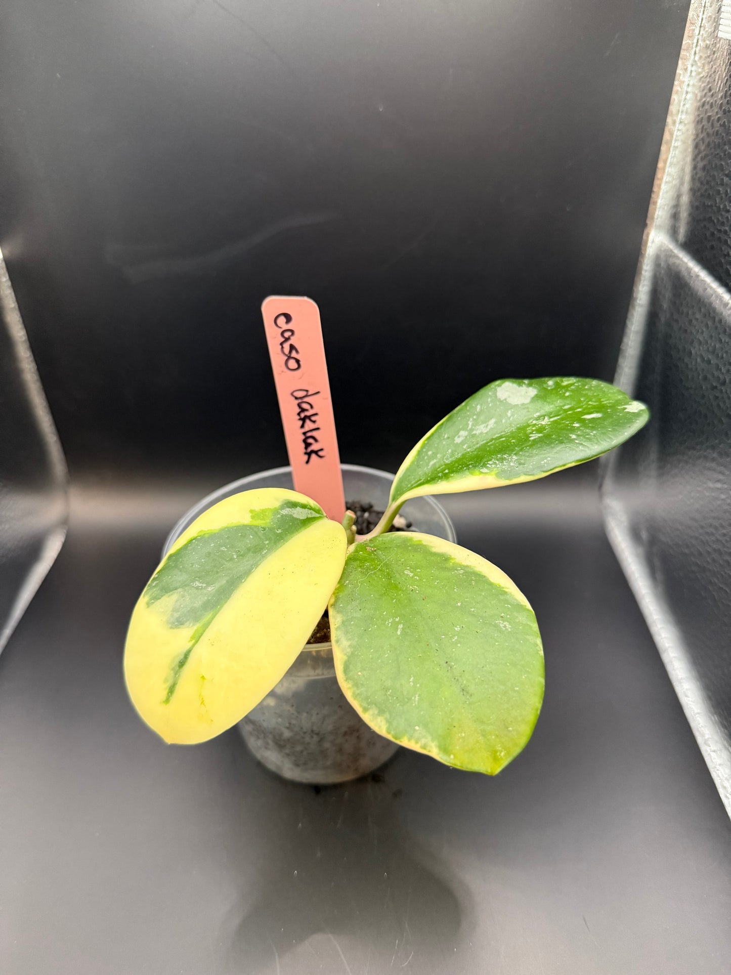 Hoya easo daklak