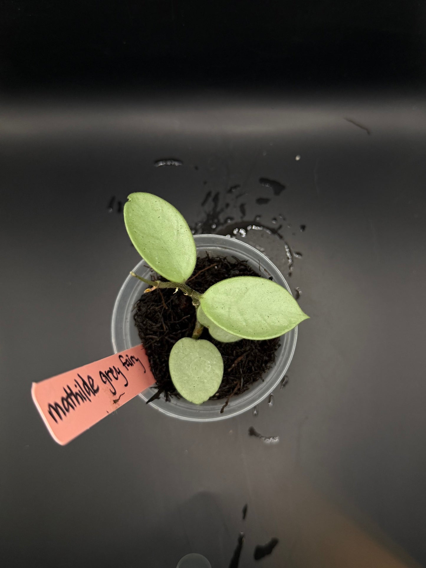 Hoya mathilde “Grey Ghost”