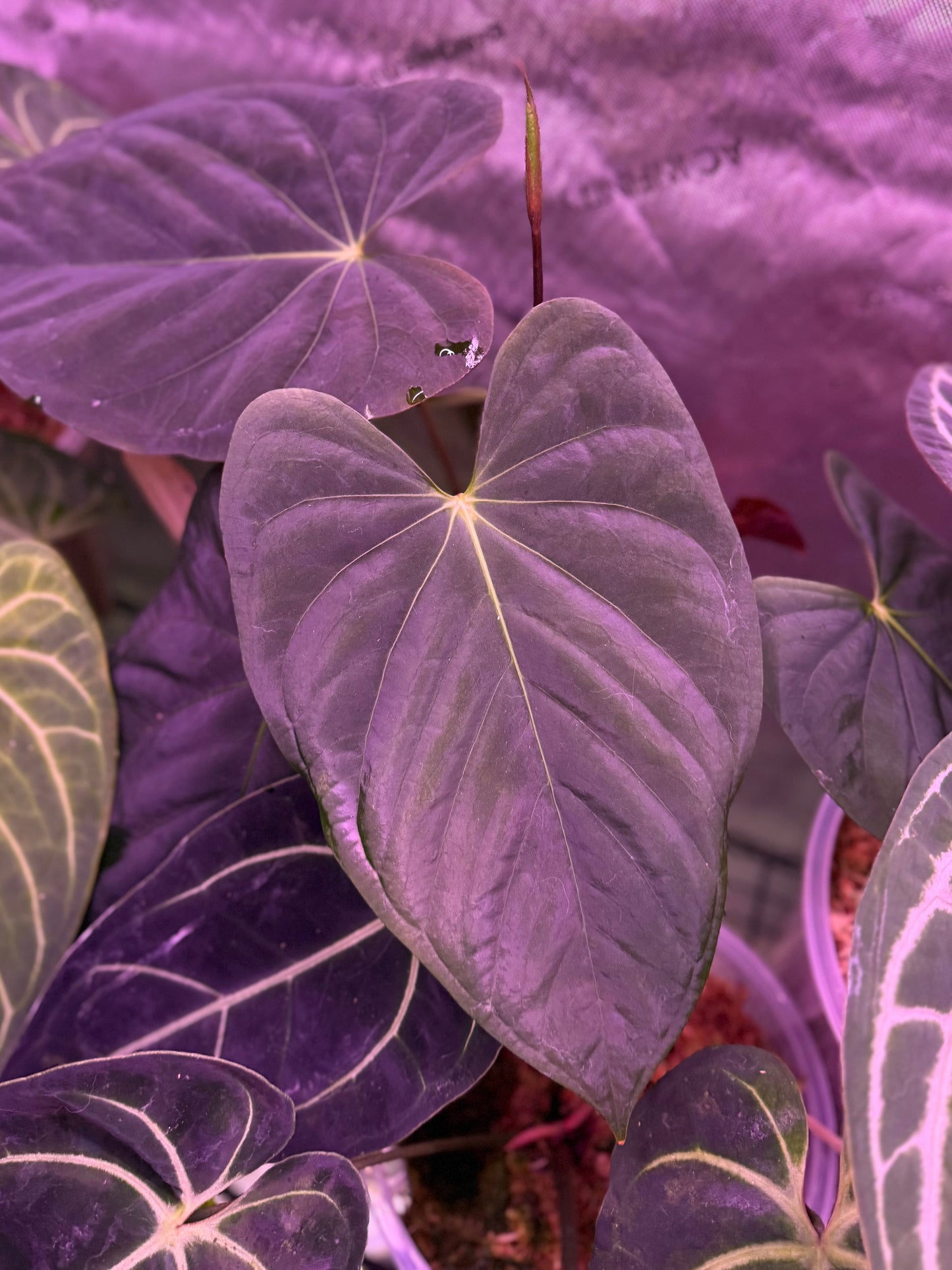 *limited release* Anthurium ‘Big Papa’ x (Delta Dawn x Papi)