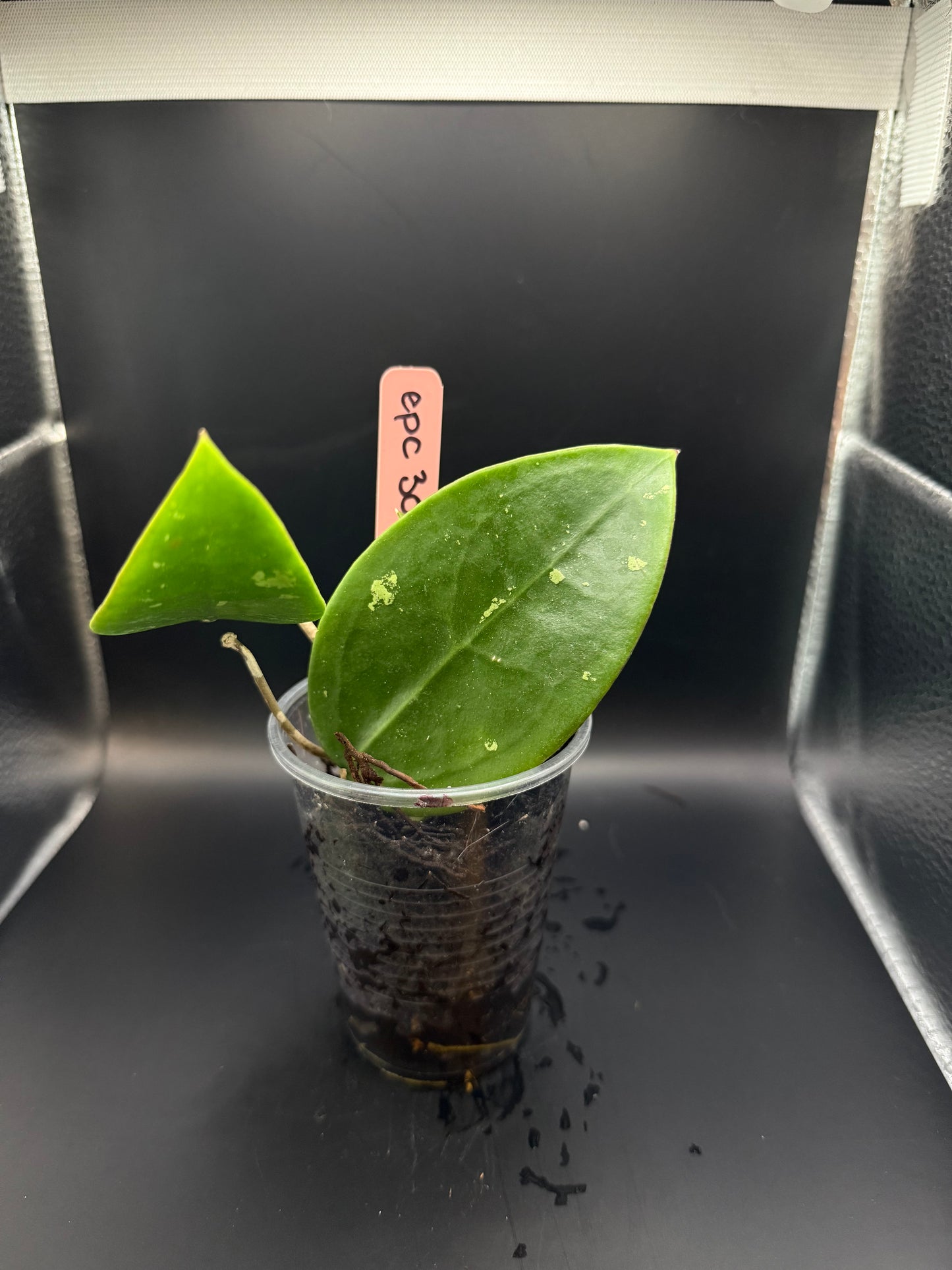 Hoya EPC 301