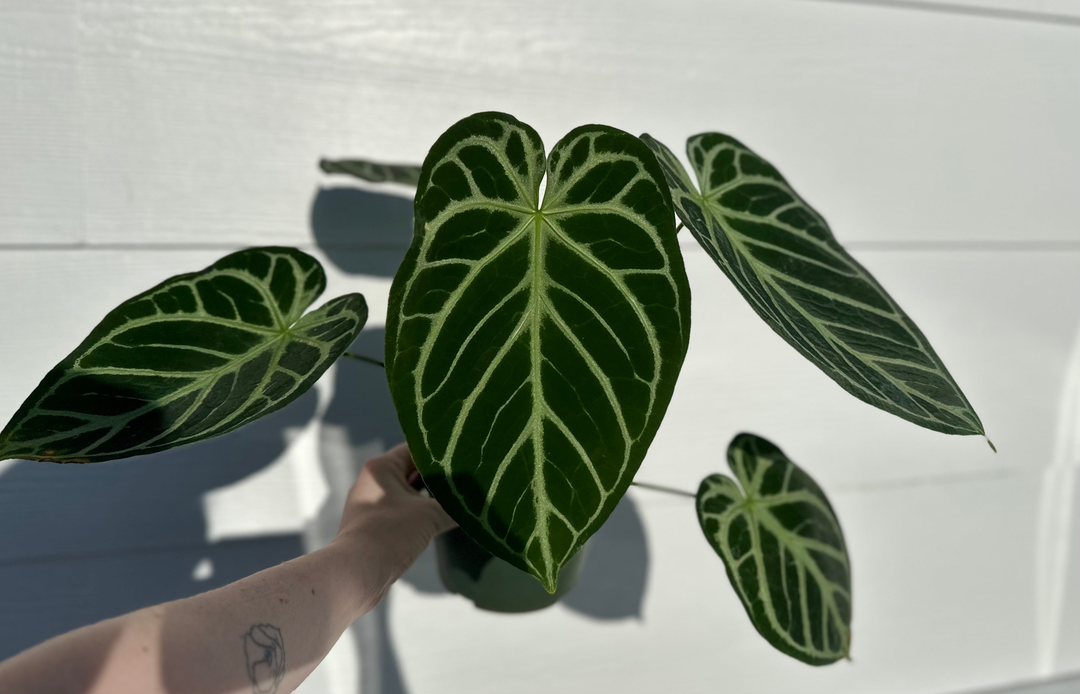 Anthurium Dory's Dream x Crystal Hope **grower's choice