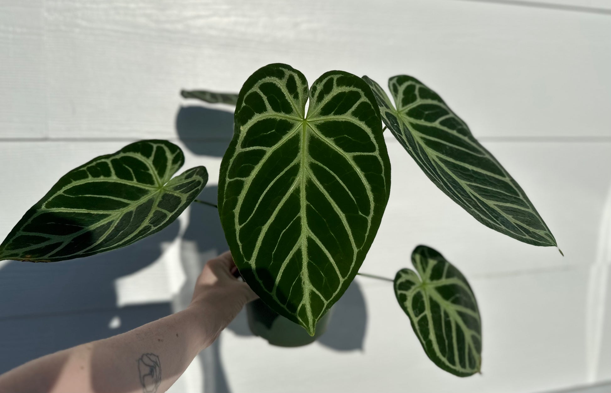 anthurium sam's dream Anthurium Dory's Dream x Crystal Hope **grower's choice** – Monet's Garden