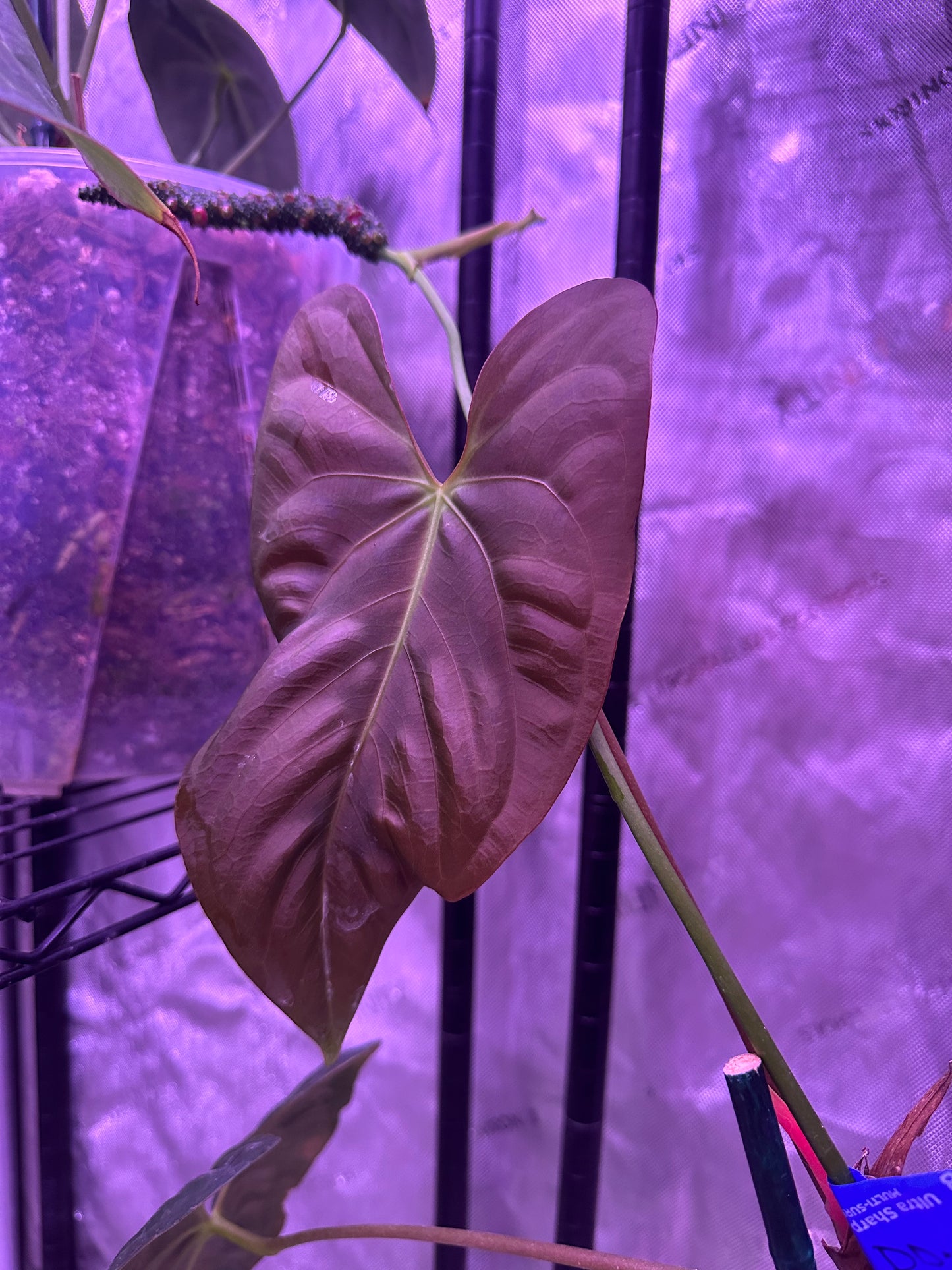 *limited release* Anthurium ‘Big Papa’ x (Delta Dawn x Papi)