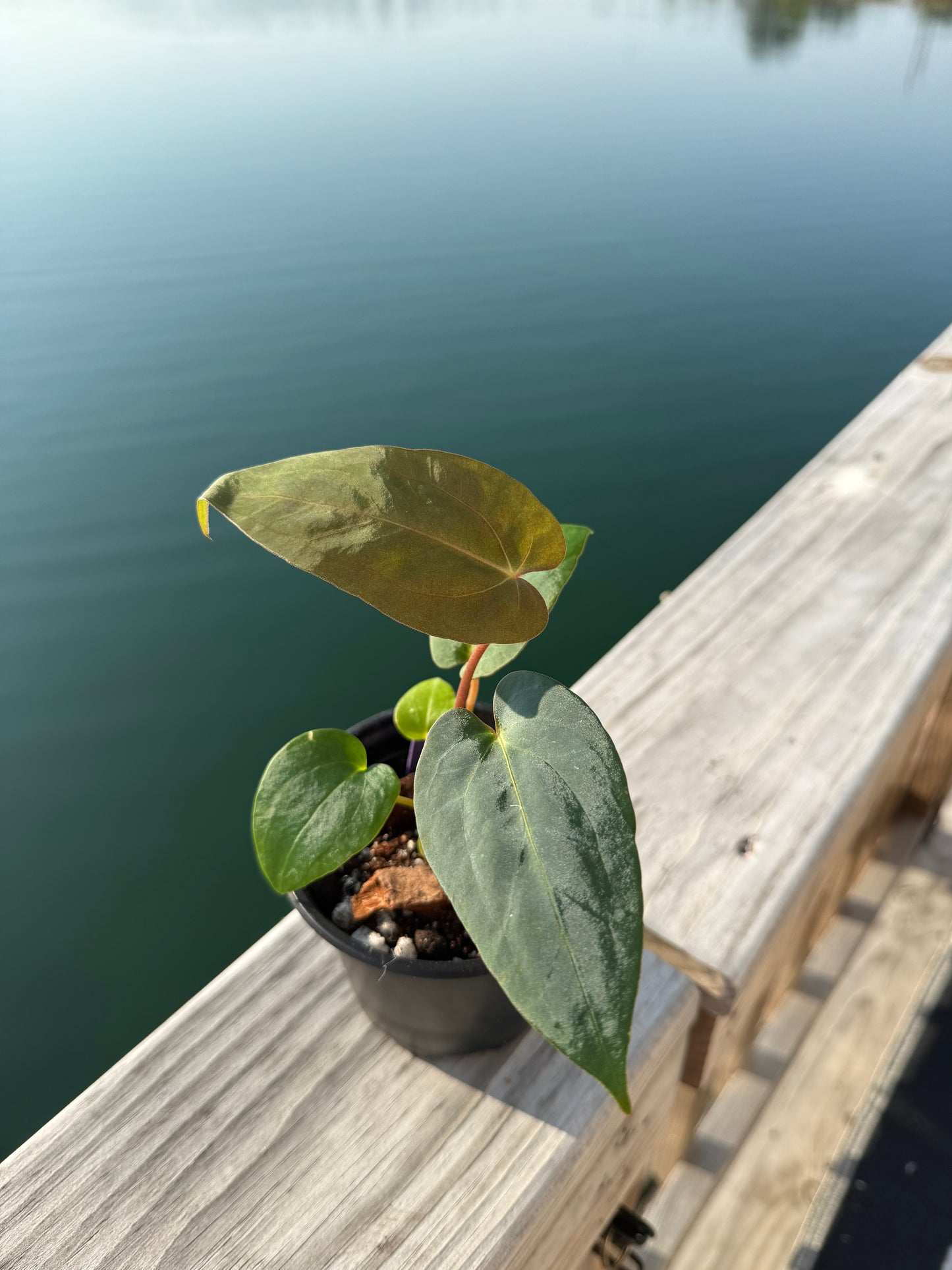 *limited release* Anthurium ‘Big Papa’ x (Delta Dawn x Papi)