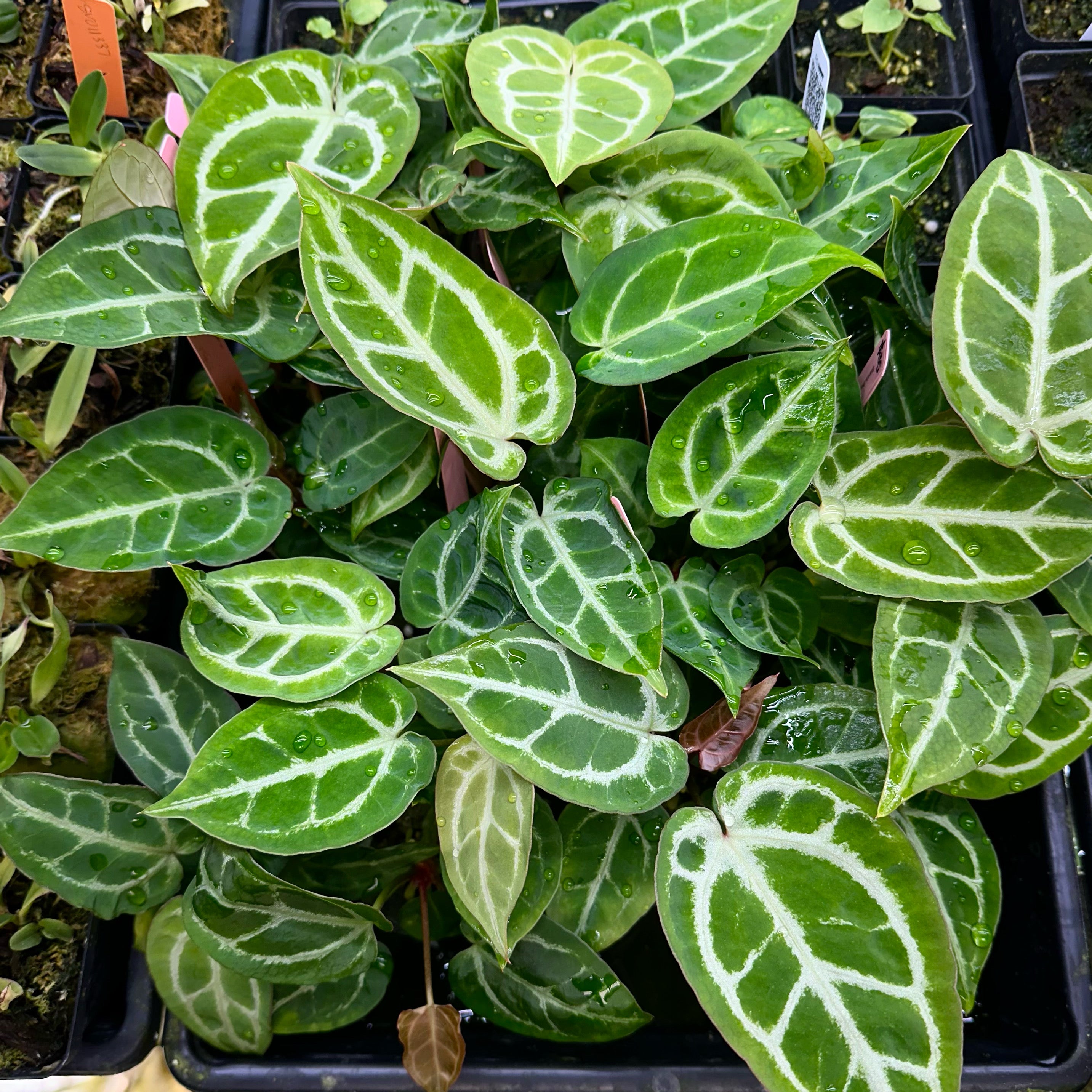 Anthurium Dory's Dream x Crystal Hope **grower's choice