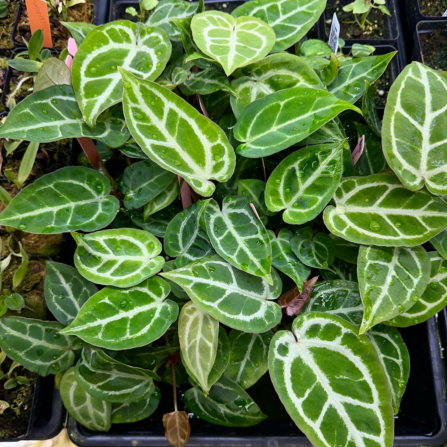 anthurium silver hope Anthurium Dory's Dream x Crystal Hope **grower's choice** – Monet's Garden