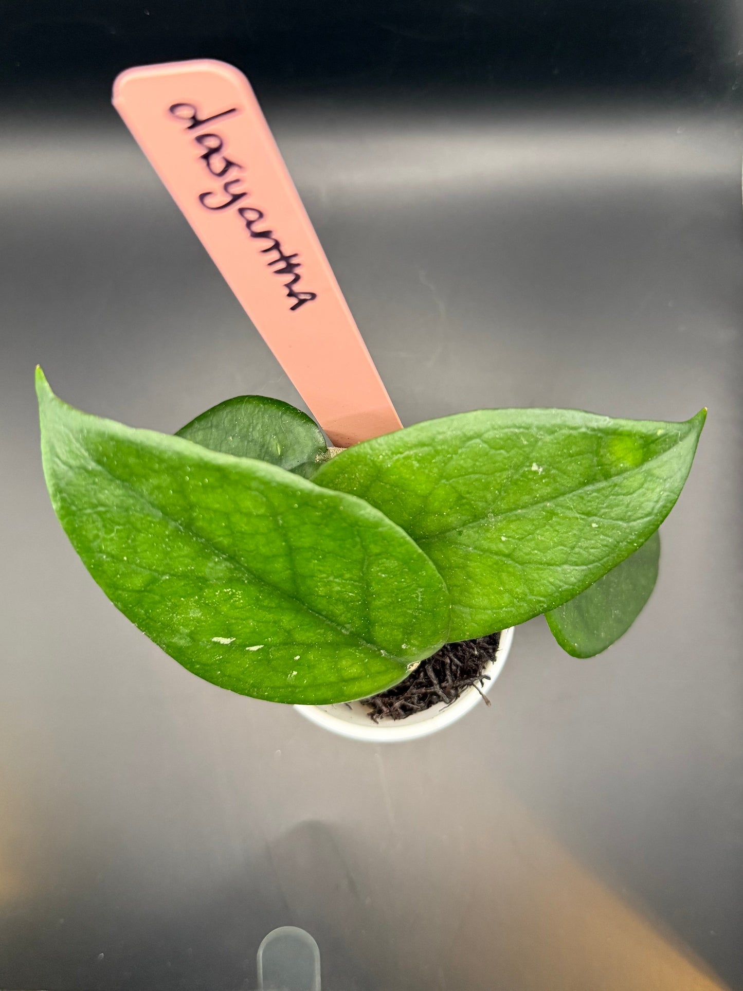 Hoya dasyantha