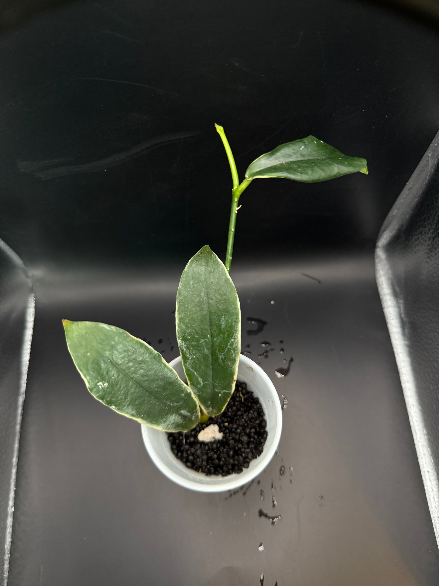 Hoya lobii albo