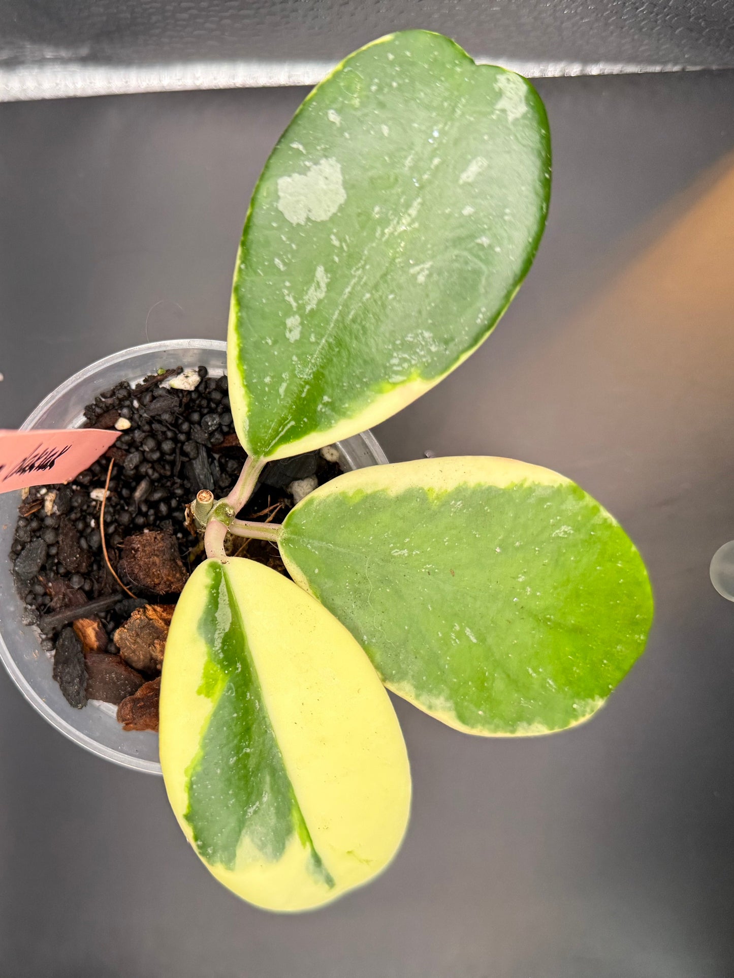 Hoya easo daklak