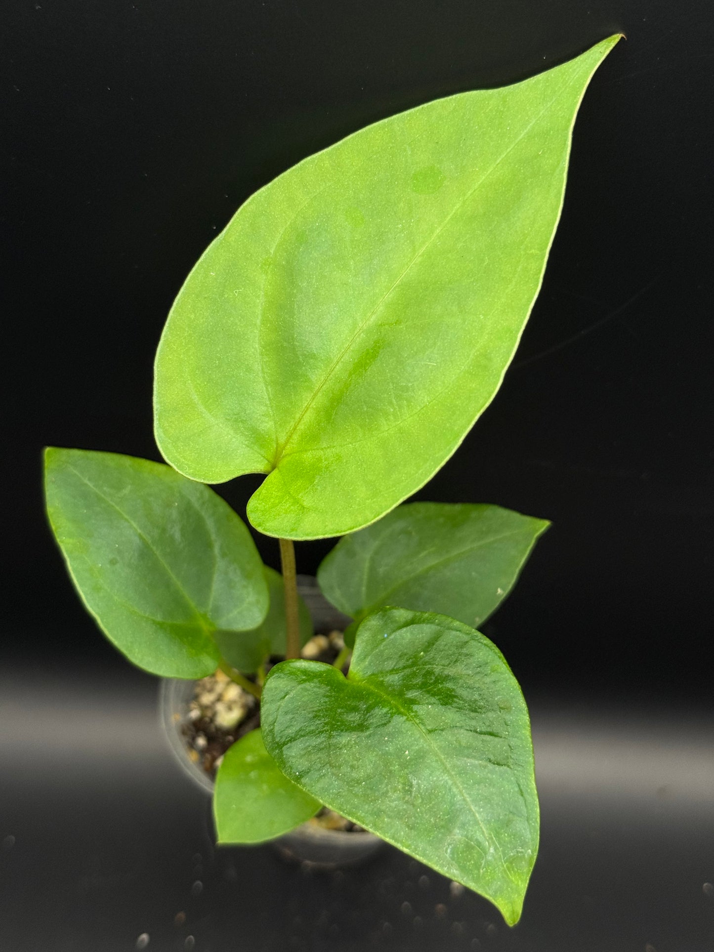 *limited release* Anthurium ‘Big Papa’ x (Delta Dawn x Papi)