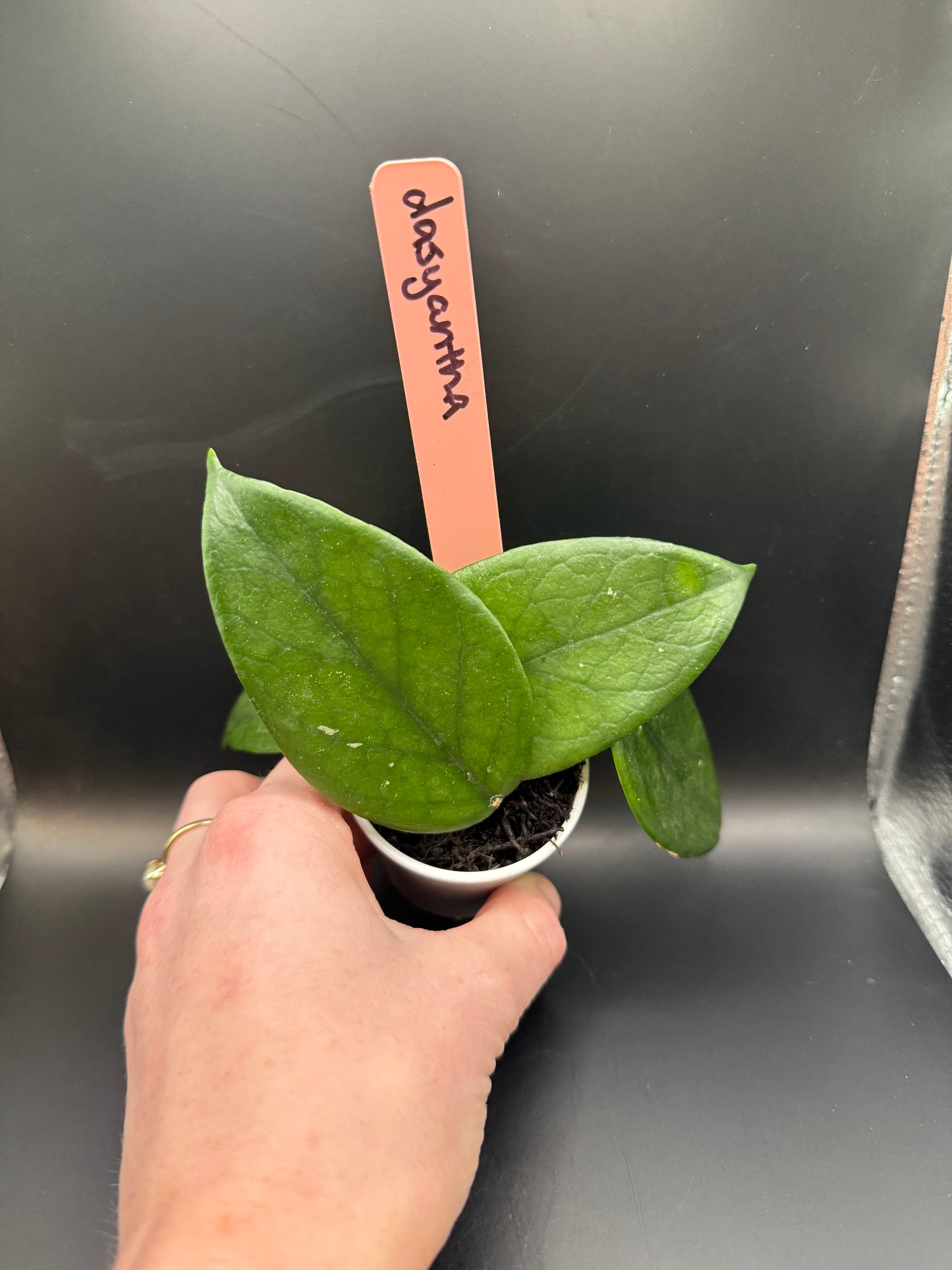 Hoya dasyantha