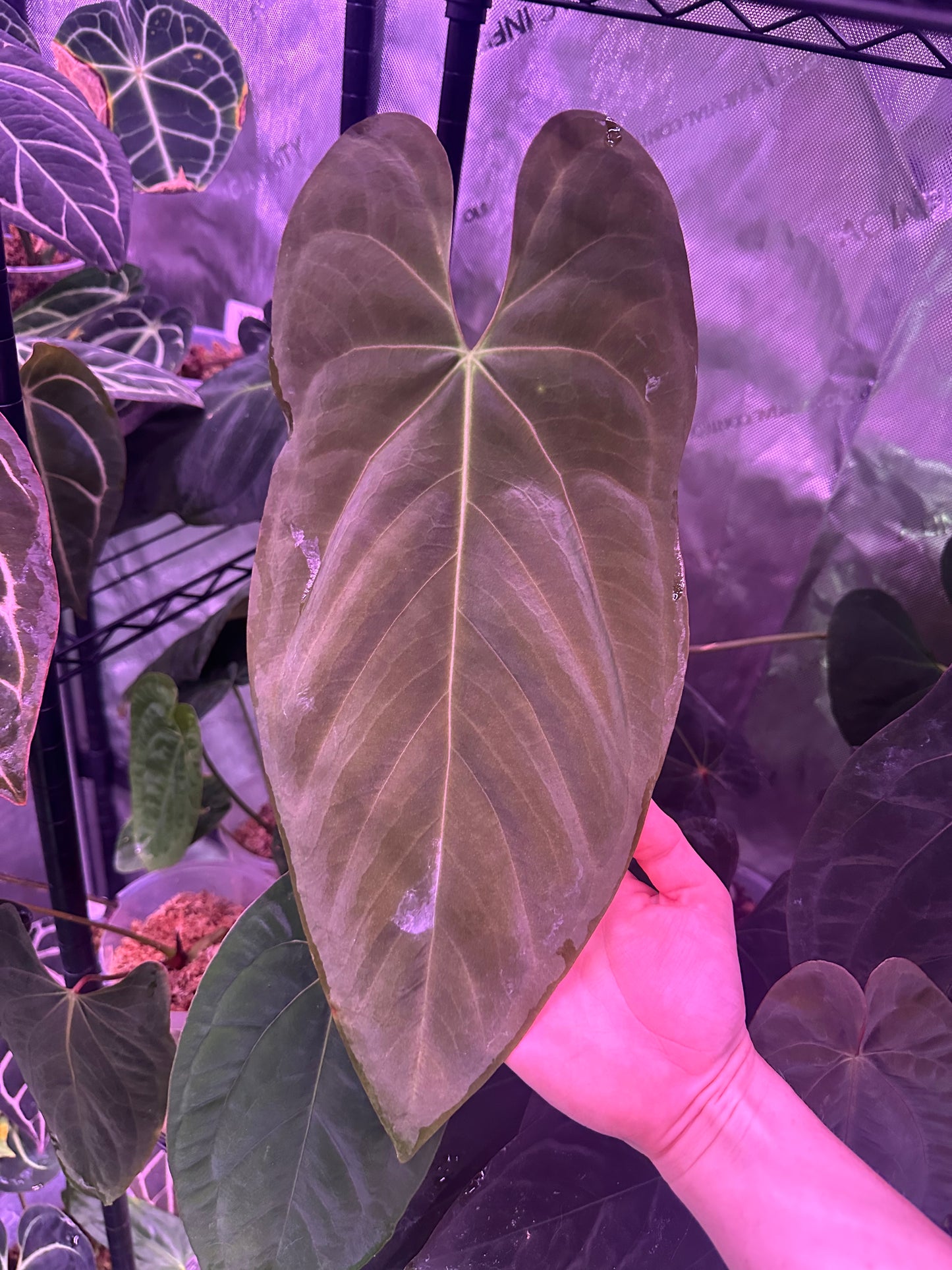 *limited release* Anthurium ‘Big Papa’ x (Delta Dawn x Papi)