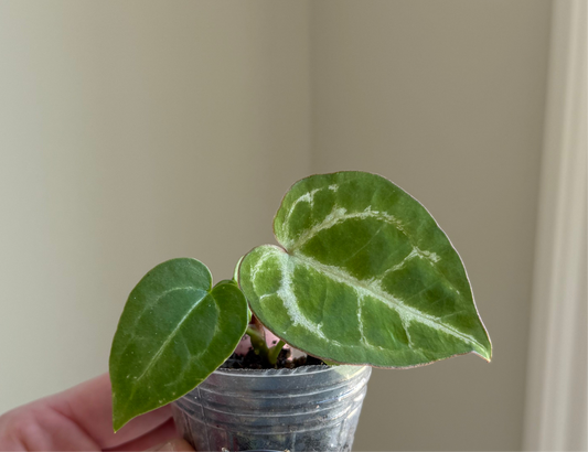 Anthurium Dory’s Dream x Crystal Hope **grower’s choice**