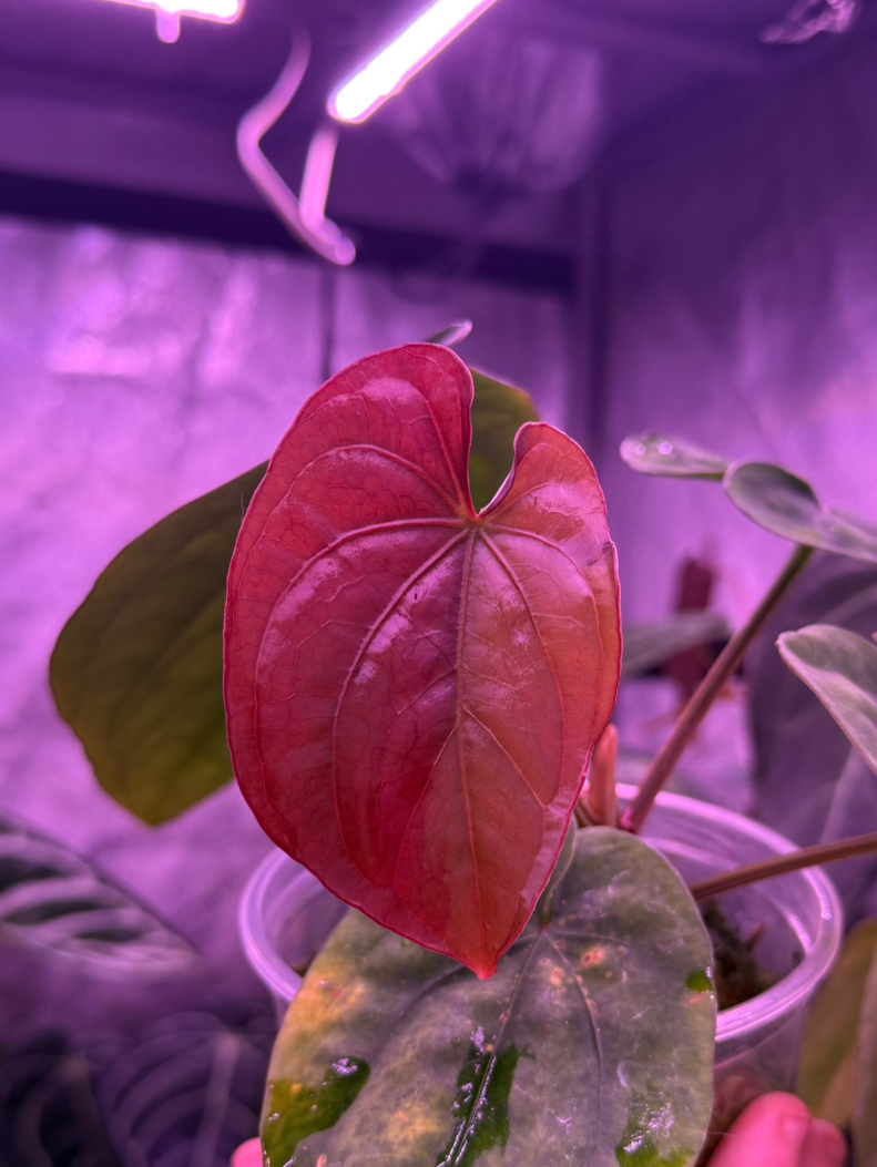 Delta pap x variegated dressleri