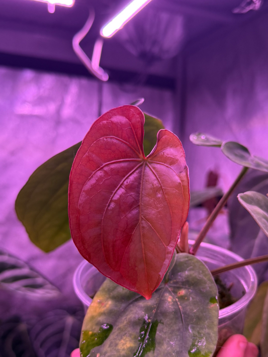 Delta pap x variegated dressleri