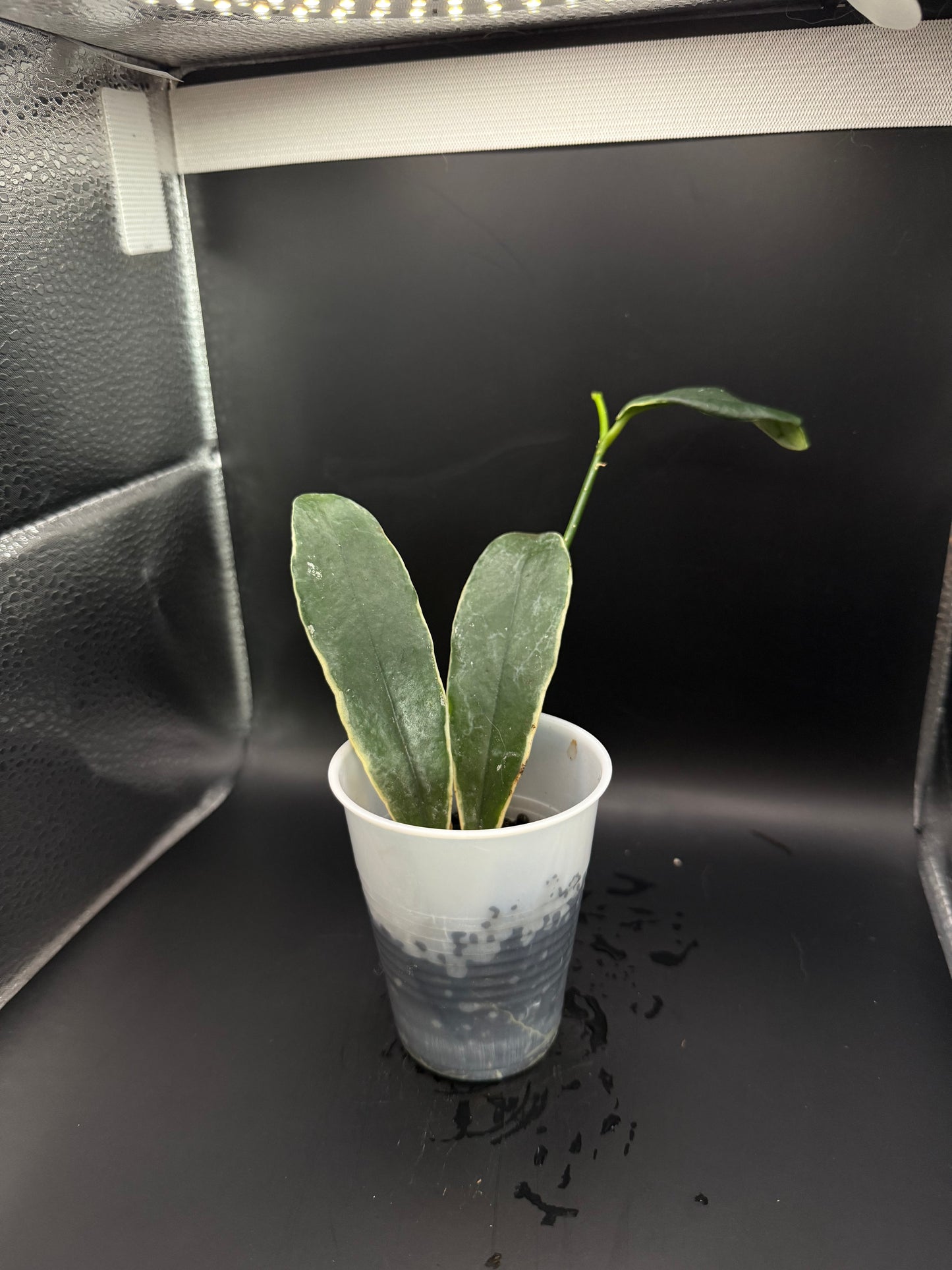 Hoya lobii albo