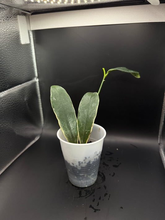 Hoya lobii albo