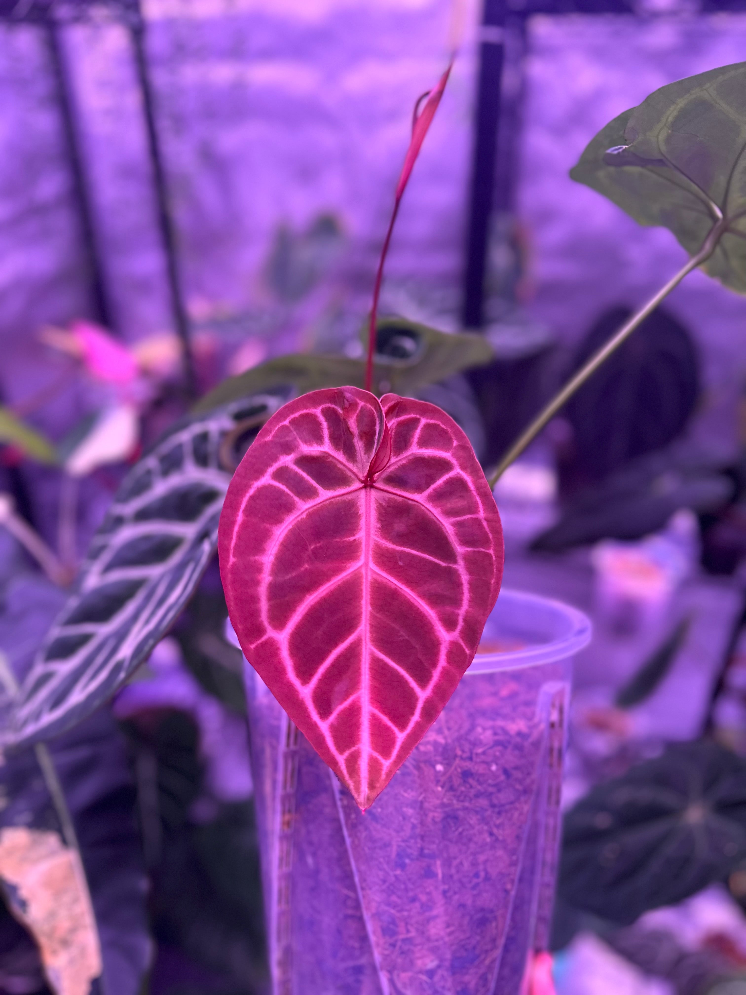 Anthurium Dory's Dream x Crystal Hope **grower's choice