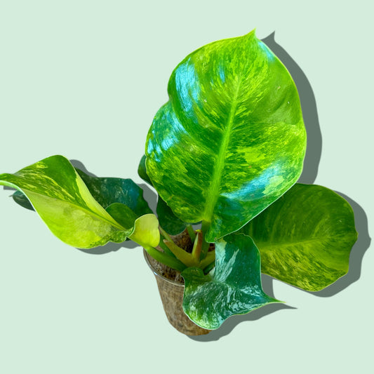 Philodendron moonlight variegated